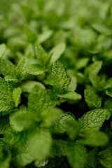 Close-up of aromatic spearmint growing in field. Mentha spicata