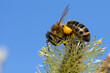 Biene bestäubt Weide