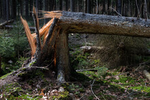 Storm Damage: Cracked Pine Tree In A Forest