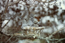 Baby Hummingbirds In Nest Watching The Photographer