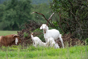 Wall Mural - mother goat feeding baby goats