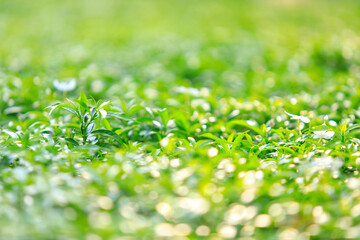 Wall Mural - Selective focused on green tree leaf bush for background.