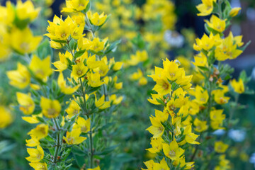  yellow flower background in the garden