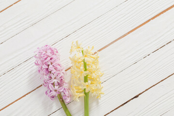 Wall Mural - two hyacinths on white wooden background