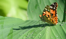 Orange Butterfly On Green Leaf With Raindrops.