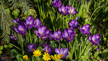 Delicate Petals Of Ruby Giant Crocus Among Yellow Flowers Of Spring Buttercup On Blurred Background Of Greenery Of Garden. Close-up. Clear Sunny Spring Day. Nature Concept For Design.