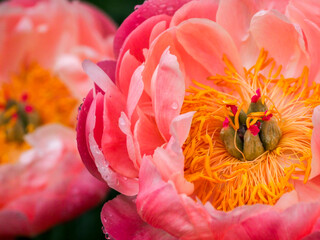 Close-up of a pink peony.