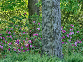 Poster - Rhododendrons blooming in a shady area of an outdoor garden.