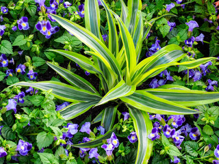 Wall Mural - Flowers in a garden setting.