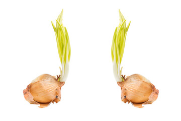 two sprouting onion growing up, isolated on white background.