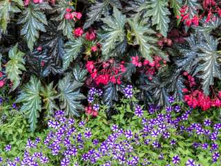 Wall Mural - Indoor garden with a variety of spring blooming flowers.