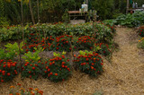 Fototapeta  - ogród warzywny, uprawa warzyw, jarzyny w ogrodzie, warzywniak, wieś, rolnictwo, zdrowie, rośliny, 