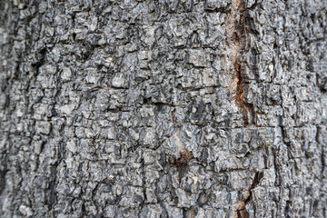 Tree trunks and bark in the forest.