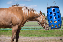 Feeding Horses. Chestnut Colored Horse Eats Hay From A Blue Plastic Basket That Hangs In A Paddock In The Netherlands. Side View