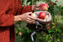 Woman In Brown Knitted Vintage Dress Picks Apples From The Apple Tree In The Farmer’s Garden To Knitted Colorful Bag On Bike, Agriculture Concept