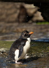 Wall Mural - southern rockhopper penguin taking shower under a stream of water