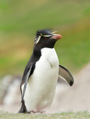 Wall Mural - close up of a southern rockhopper penguin