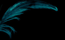 Blue Bird Feather On Black Isolated Background