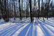 Słoneczna zima w lesie