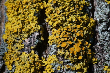 Canvas Print - Yellow lichen on the bark of a tree. Background image.