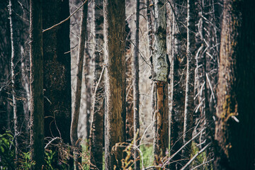 Closeup shot of tree trunks in the Cascade National Park, Washington USA