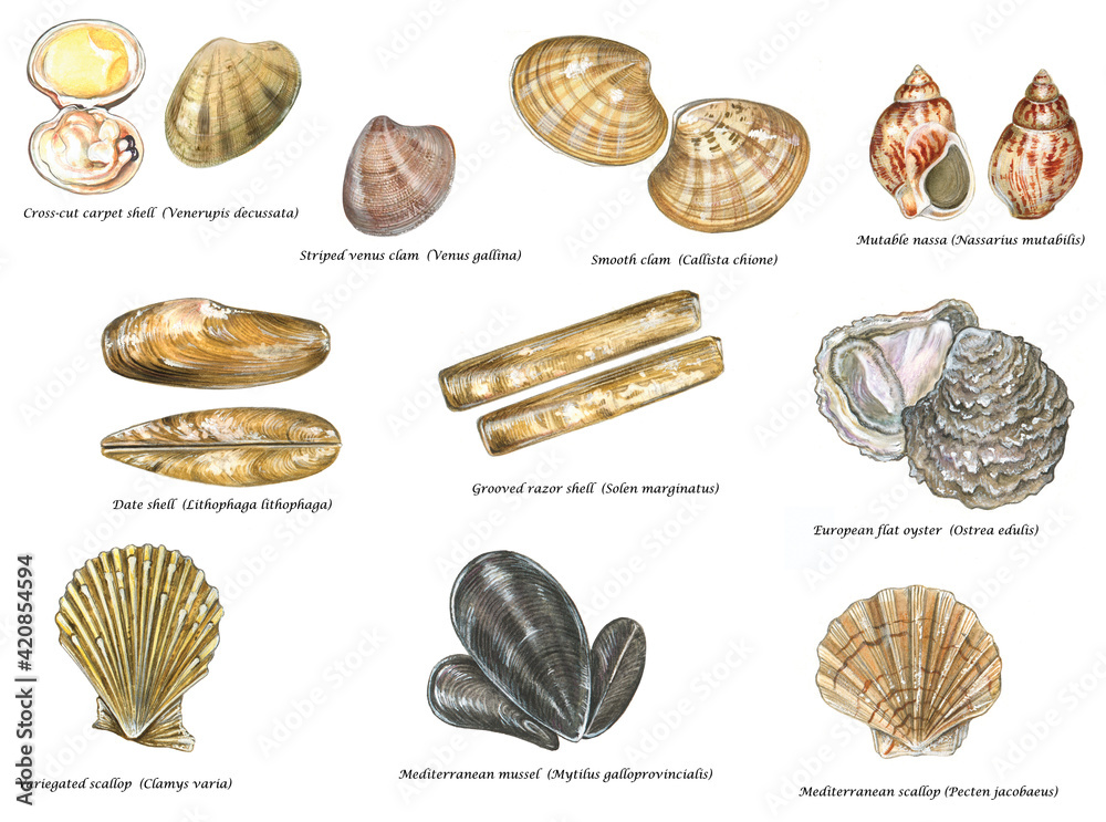 Scientific Illustration Of Species Of Edible Shells Of Mediterranean Scientific Illustration Of Species Of Edible Shells Of Mediterranean