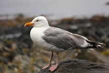 European Herring Gull (Larus Argentatus). Birdwatching In Norway.