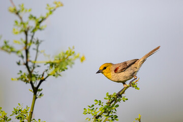 Wall Mural - Verdin (Auriparus flaviceps) in thornbush.