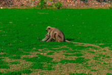 Monkey On The Grass