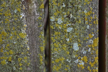 Wall Mural - Moss on Boards