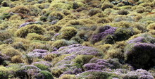 Lavender Field In Region