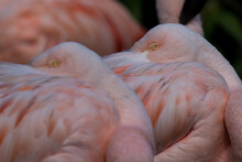 Close-up Of Pink Flamingo Birds Rather Sleeping