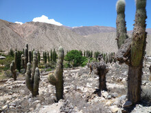 Desert Landscape View With Saguaro Cactus Plants Under A Beautiful Blue Sky