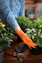 Donna che fa giardinaggio sul balcone, piantando erbe aromatiche e fiori. Giardinaggio domestico. Cura dei fiori.