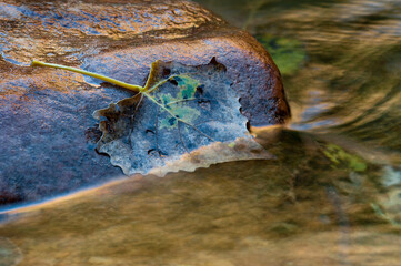 Wall Mural - USA, Utah, Zion National Park. Cottonwood leaf on rock.