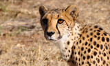 Fototapeta Sawanna - A cheetah close to you and looking at you in the Kalahari desert