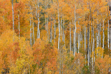 Wall Mural - USA, Utah, Manti-La Sal National Forest. Autumn forest landscape.