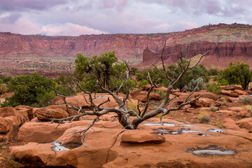 Wall Mural - USA, Utah, Capital Reef National Park. Landscape with dead juniper tree.