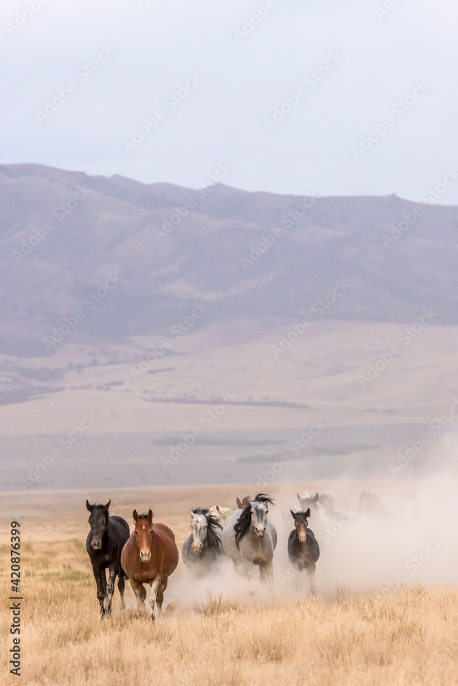 USA, Utah, Tooele County. Wild horses walking. - obrazy, fototapety, plakaty 