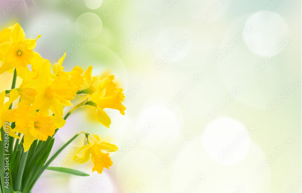 yellow spring narcissus flowers scene - obrazy, fototapety, plakaty 