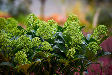 Wall Mural - Japanese skimmia flowering plant (Skimmia japonica)