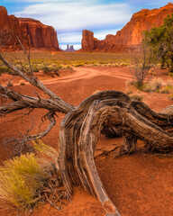 Poster - USA, Utah, Monument Valley. Landscape and dead tree.