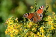 Piękny kolorowy motyl lato wiosna kwiaty przyroda