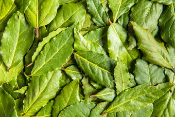 Wall Mural - Fresh green bay leaves.