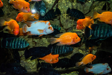 Aquarium fish