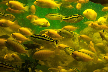 Aquarium fish