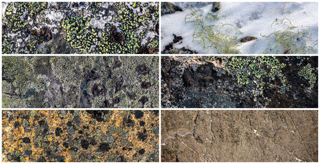 Wall Mural - Set of natural textures. Lichen and stones in the snow. Collection of panoramic natural backgrounds for design. Winter tundra in the Arctic. Nature of Polar region.