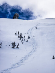 Canvas Print - deep powder skiing eights on a bluebird day, wasatch mountains near park city, utah, usa.