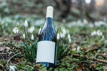 Canvas Print - Wine and snowdrops