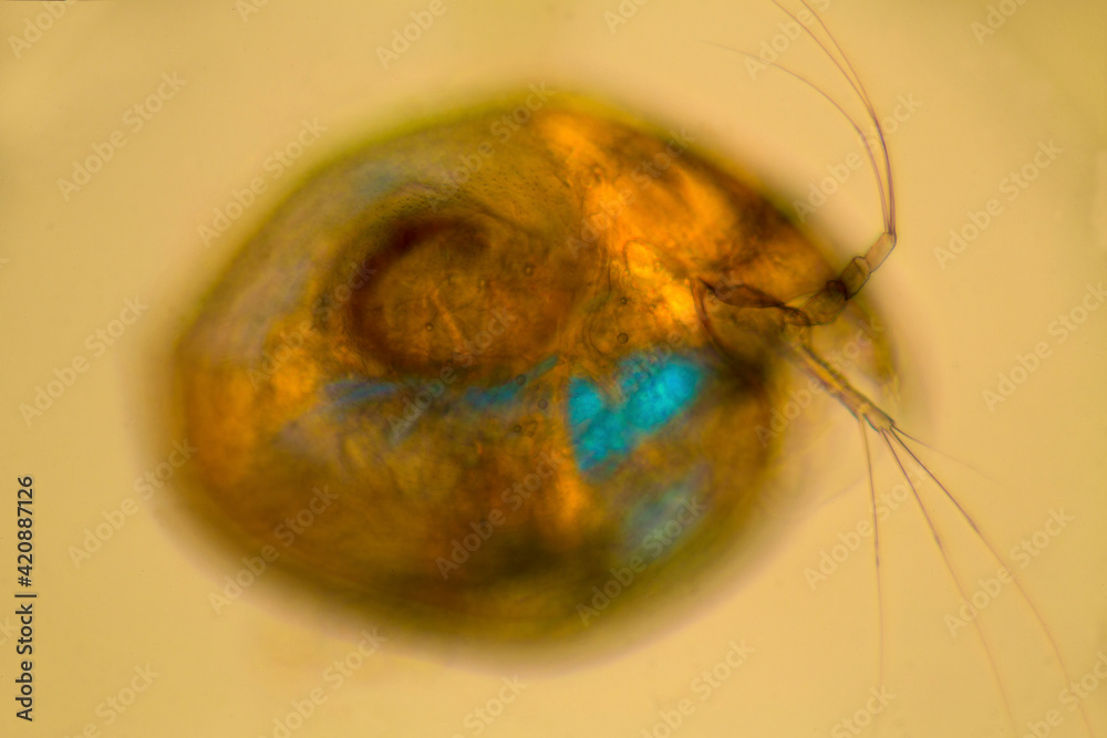 Cladoceran amphipod, a microscopic crustacean in pond water, with ...